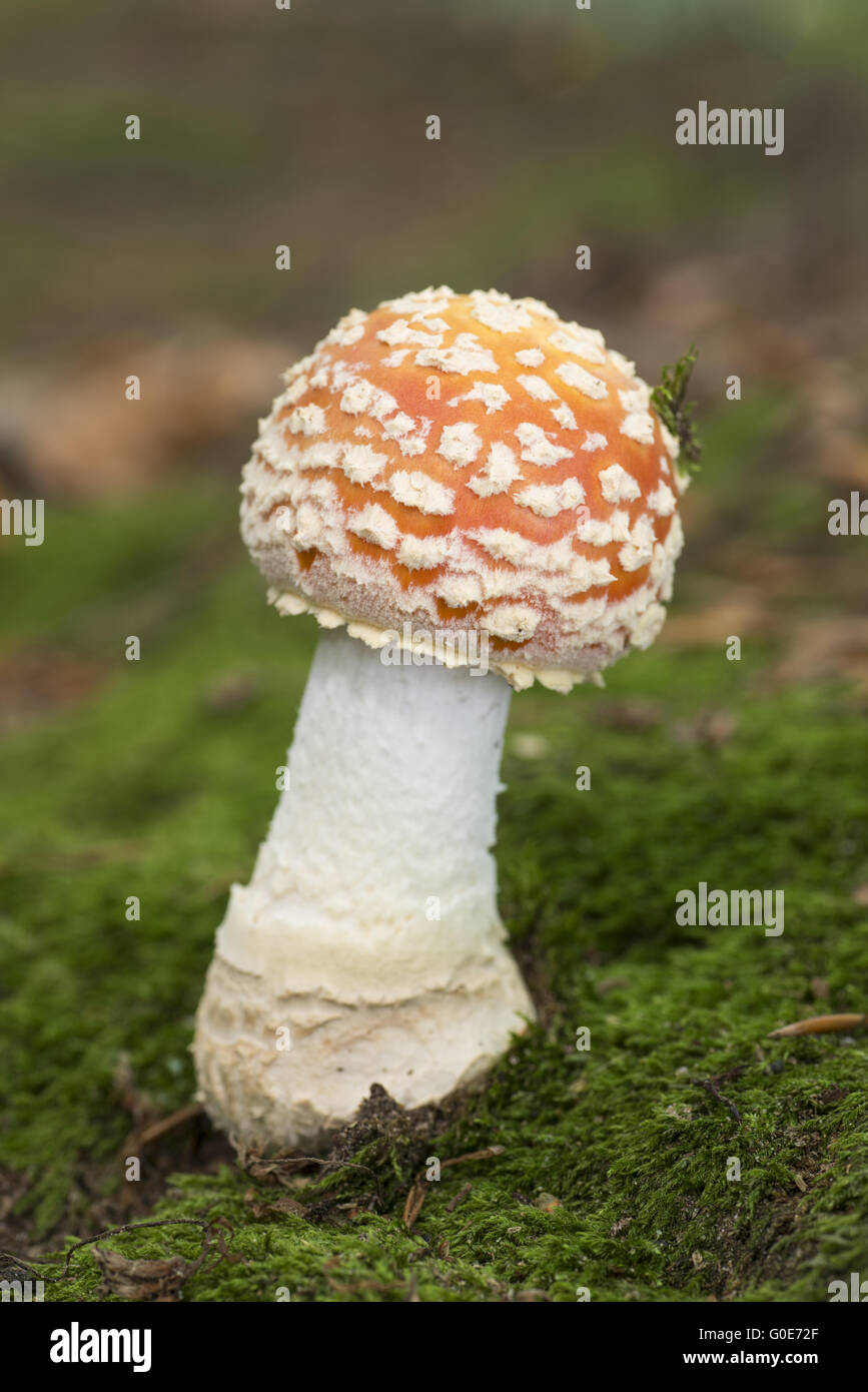 Colourful red/white Fly Agaric mushroom Stock Photo