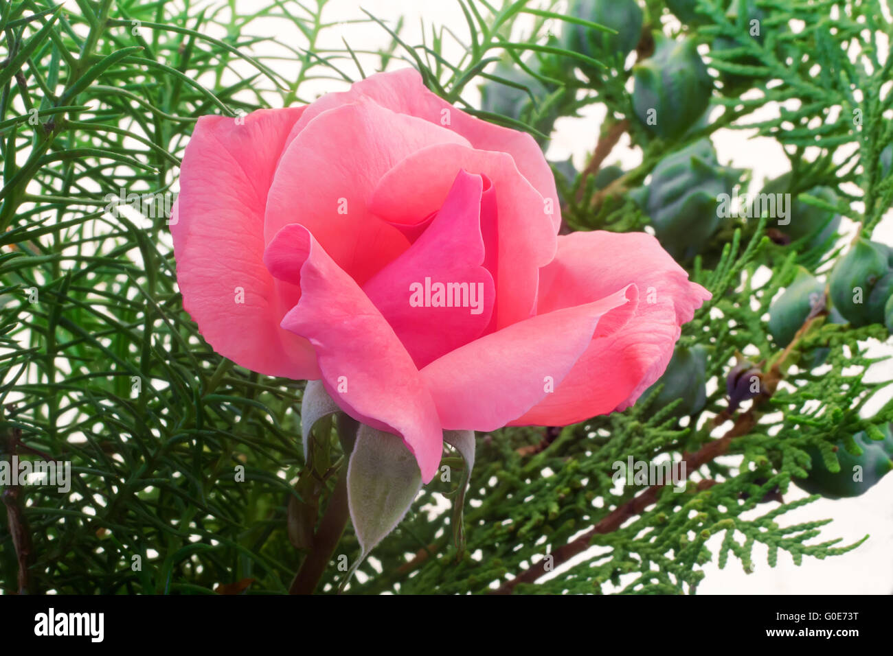 Beautiful blooming rose on a background of green l Stock Photo - Alamy