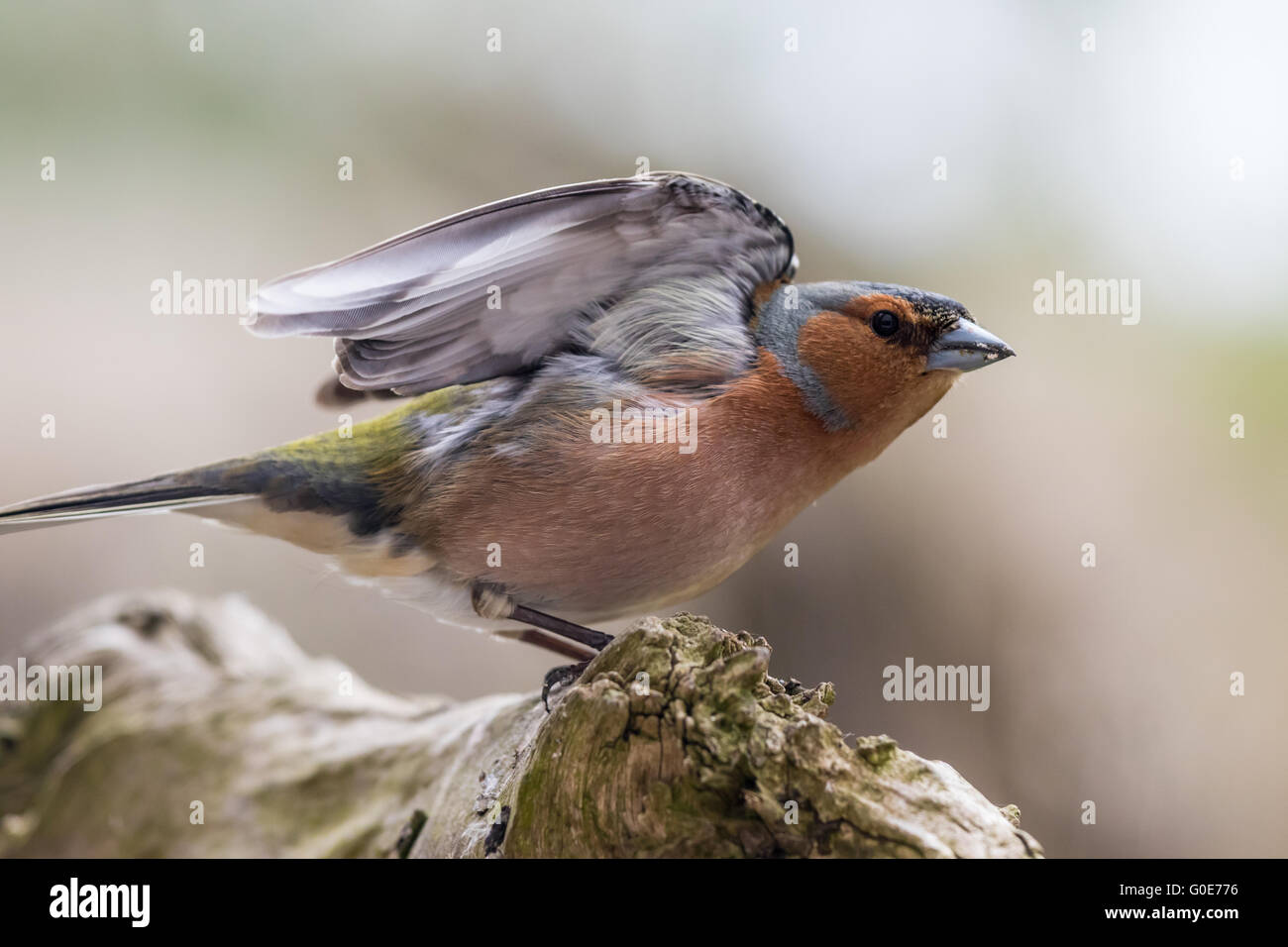 Fluttering Chaffinch Stock Photo