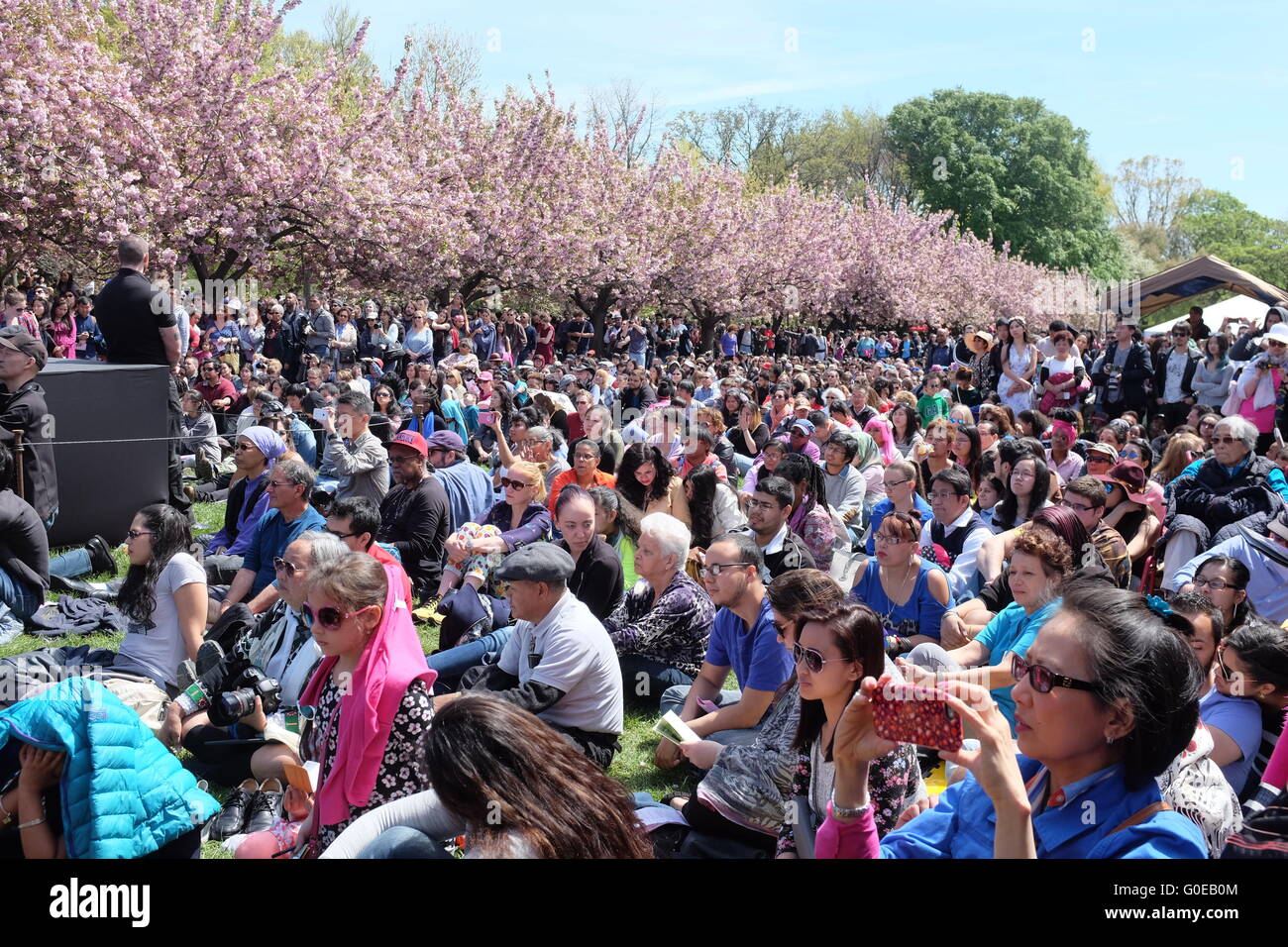 New York, United States. 30th Apr, 2016. Sakura Matsuri, or the annual cherry blossom festival, celebrates 'hanami' or the traditional end of the Japanese blossom viewing season, with a festival, arts & entertainment in Brooklyn's Botanic Garden. Credit:  Andy Katz/Pacific Press/Alamy Live News Stock Photo