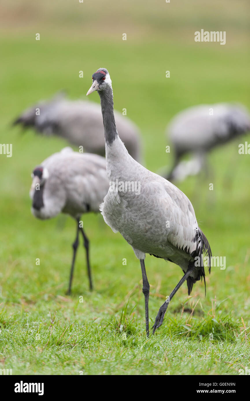cranes -Germany- Stock Photo