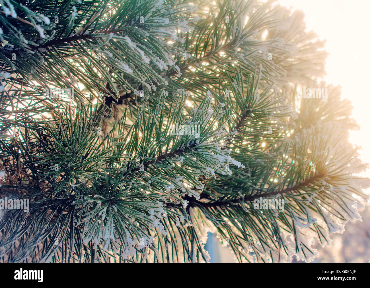 Pine branch, covered with snow Stock Photo - Alamy