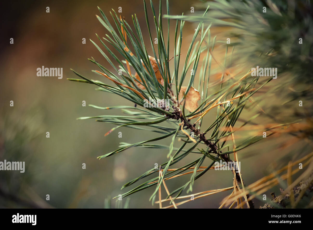 Yellow autumn leaves of an oak and branch of a pin Stock Photo - Alamy