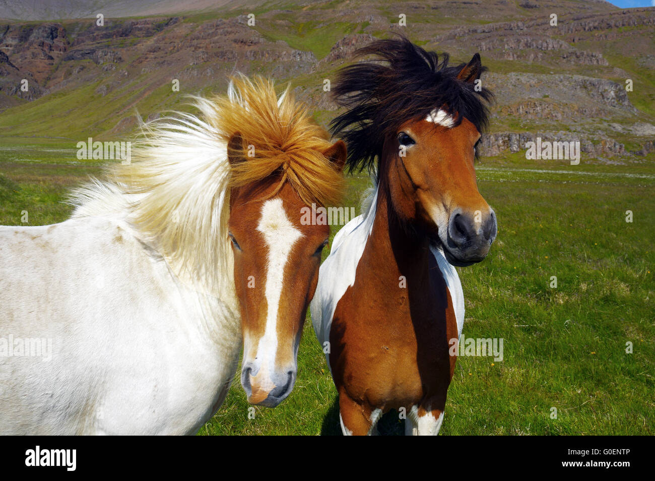 icelandic horses Stock Photo