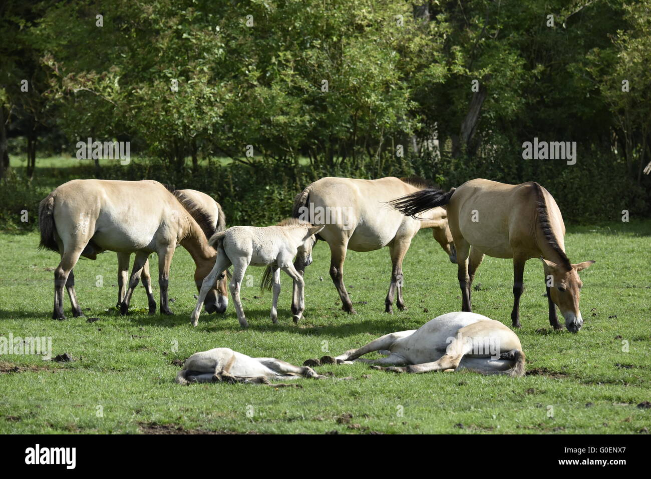 The Przewalski's horse with Foals Stock Photo