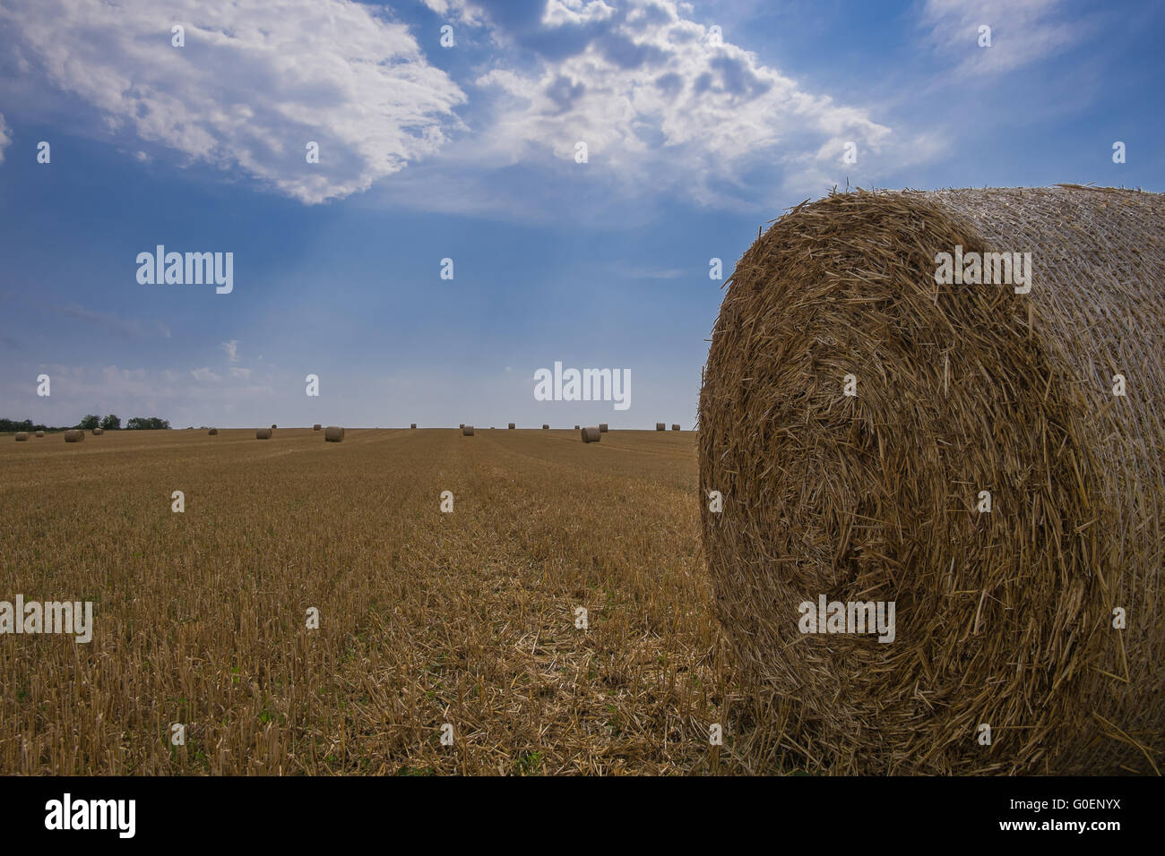 Straw bales on wheat field Stock Photo - Alamy