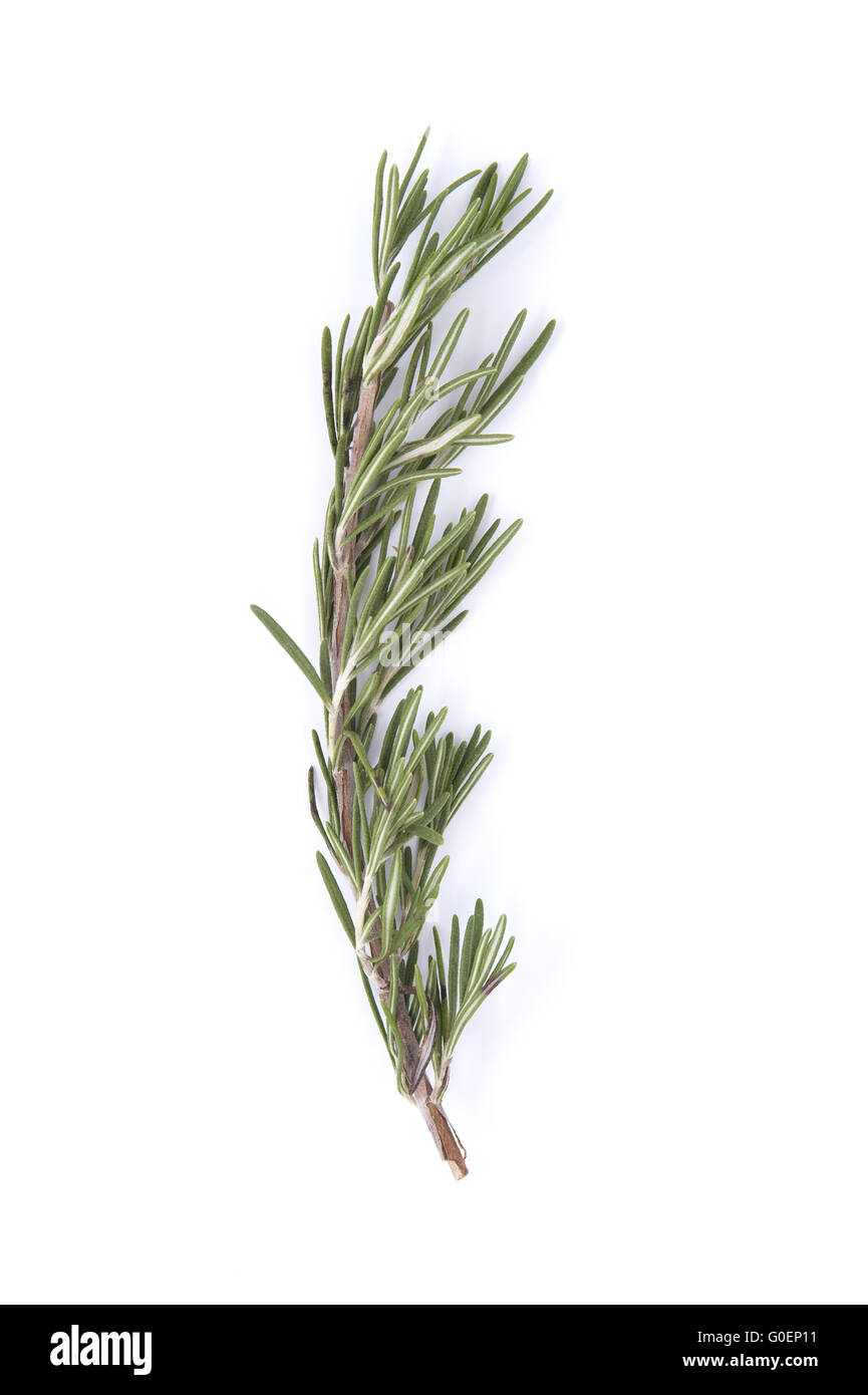 The branch of rosemary on a white background. Stock Photo