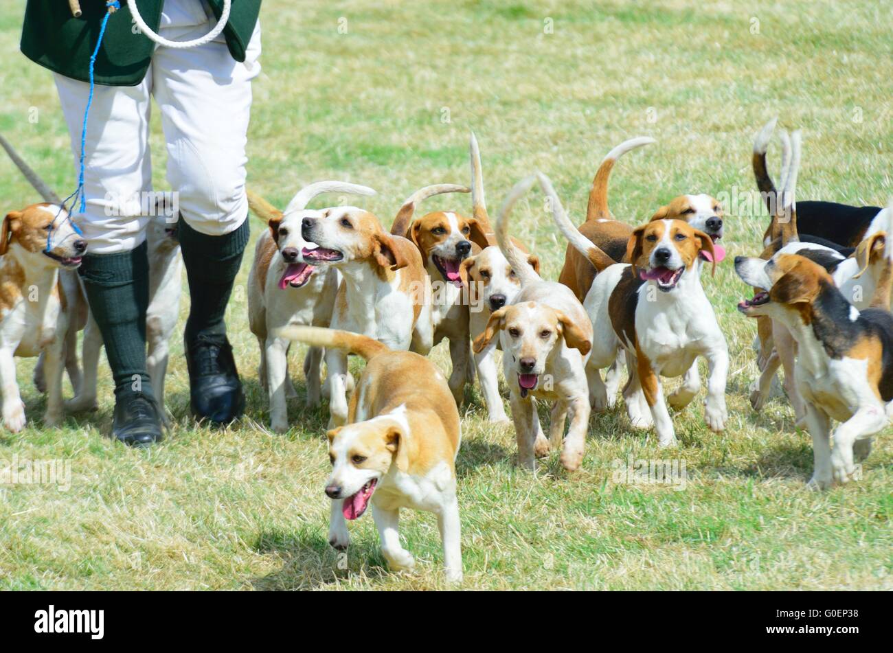 Pack of Beagles hunting Stock Photo Alamy