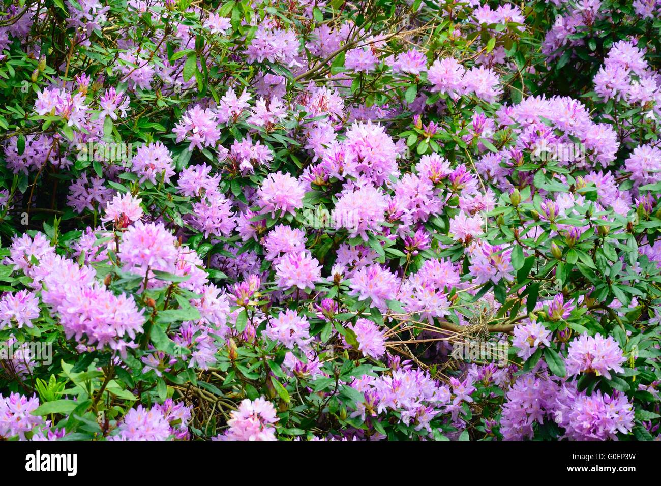 Rhodedendrons hi-res stock photography and images - Alamy