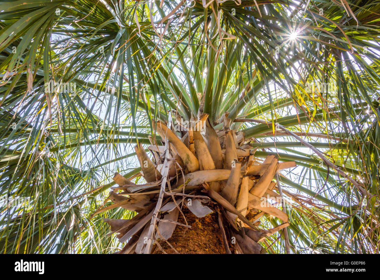 palm trees in state usa Stock Photo Alamy
