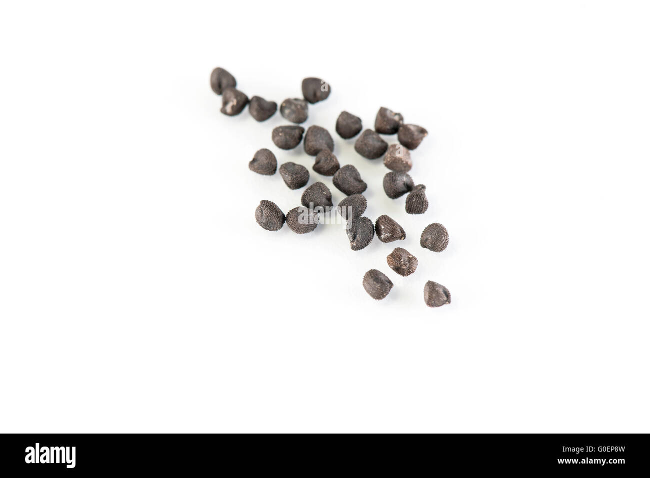 Portulaca Oleracea Seeds