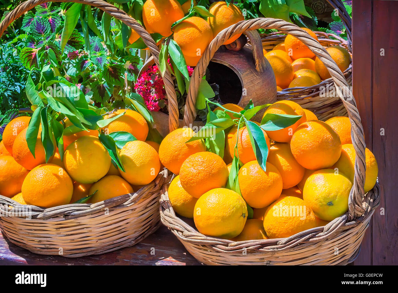 Ripe large oranges in a wicker basket Stock Photo