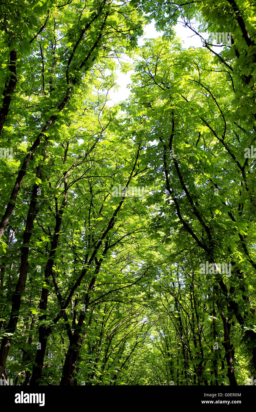 Beautiful huge green crowns of trees in city park Stock Photo - Alamy