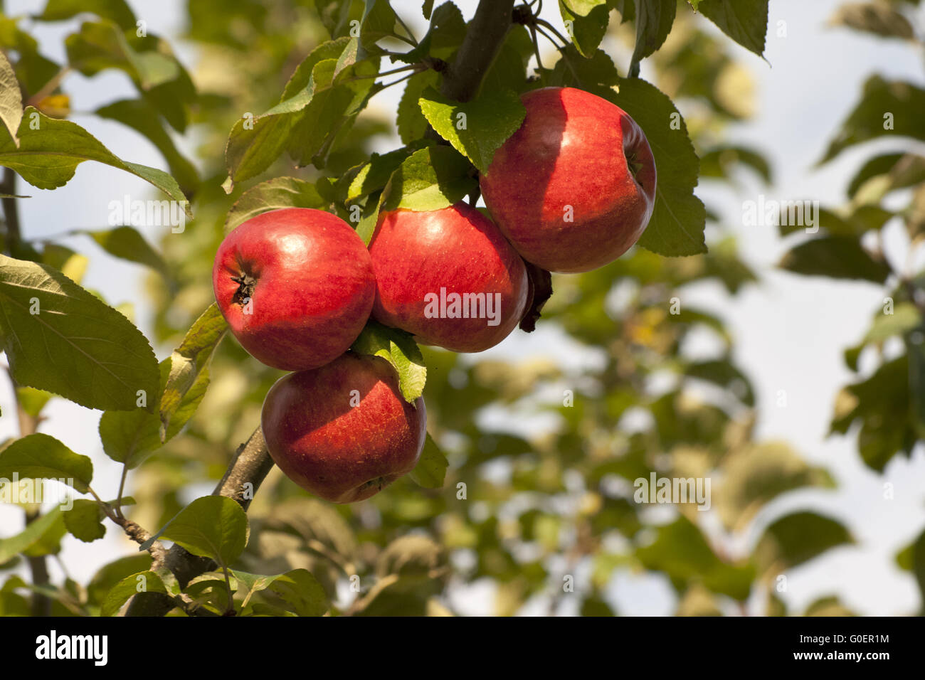 Apple on tree Stock Photo