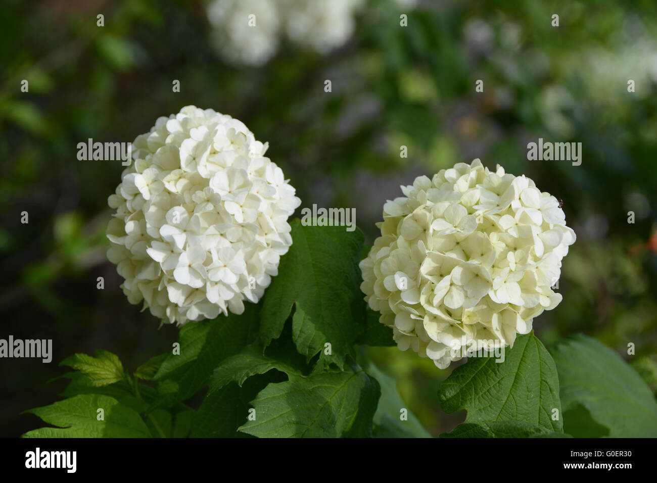 snowballs Stock Photo