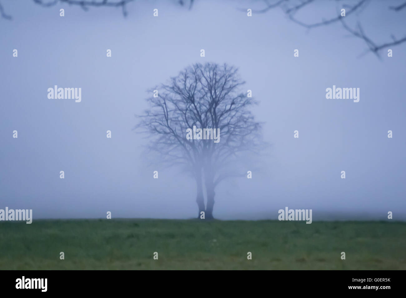 lonely tree in fog, blur Stock Photo - Alamy