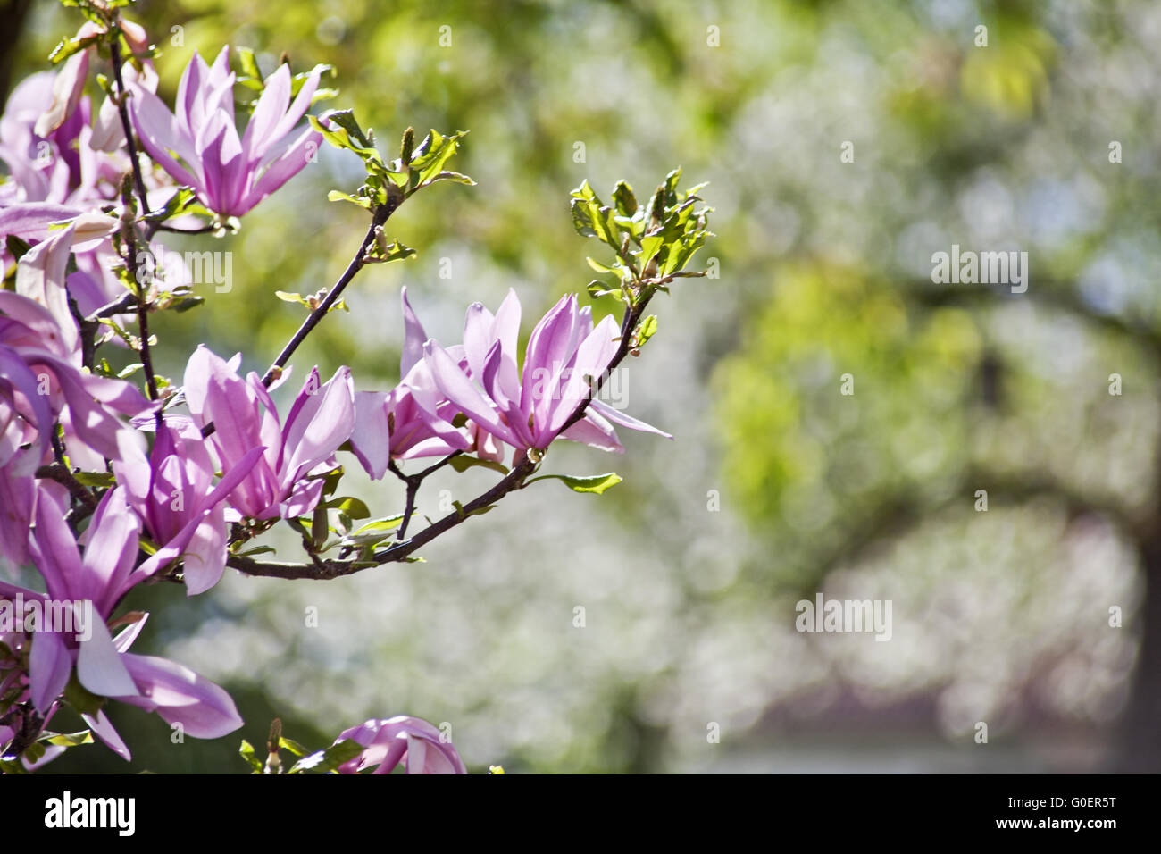 Magnolia flower buds hi-res stock photography and images - Alamy
