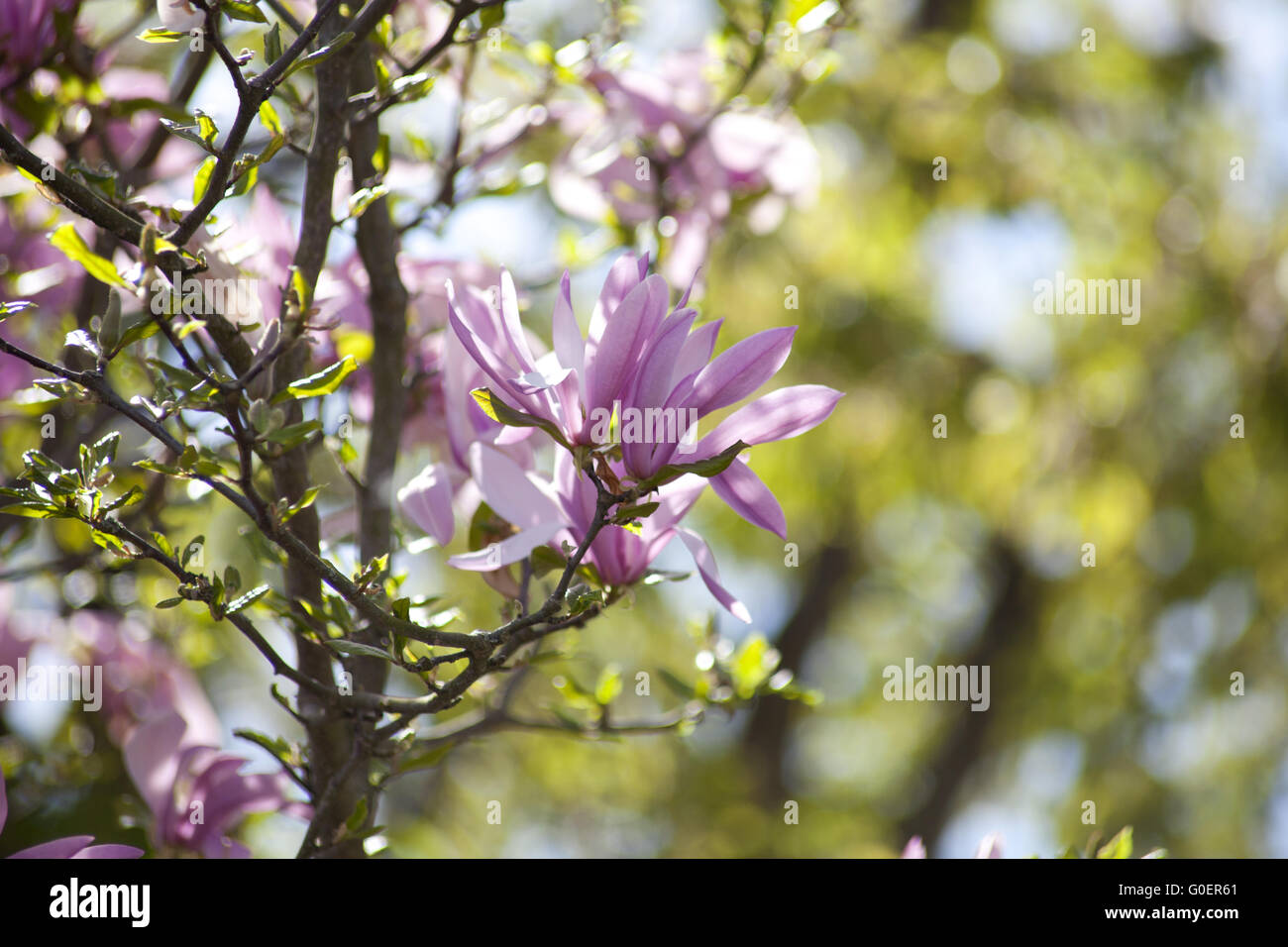 Magnolia Flower Buds Stock Photo - Alamy