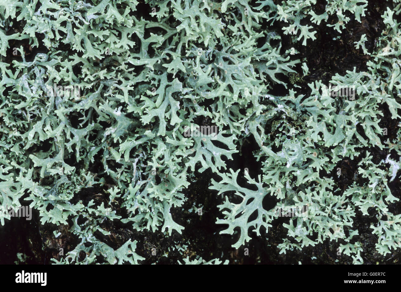 Oakmoss is a lichen and the thalli are short Stock Photo