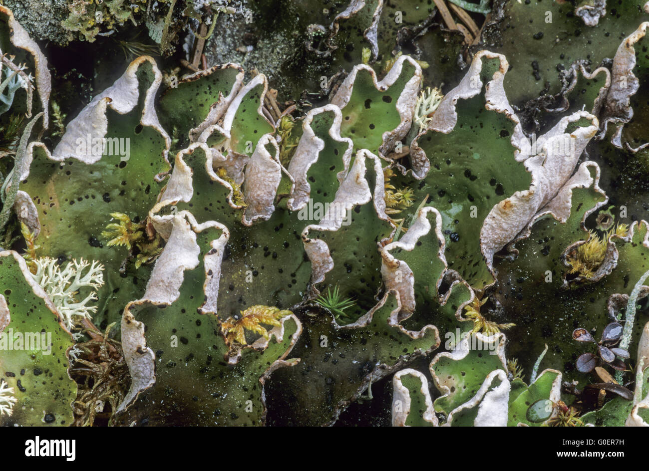 Green Dog Lichen produces large apothecia Stock Photo