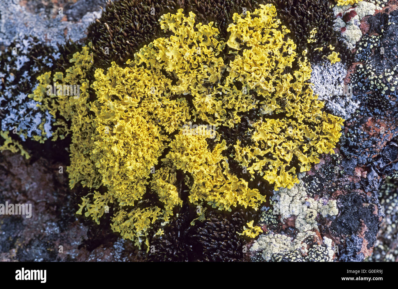 Yellow Lichen grows over calcium-rich ground Stock Photo