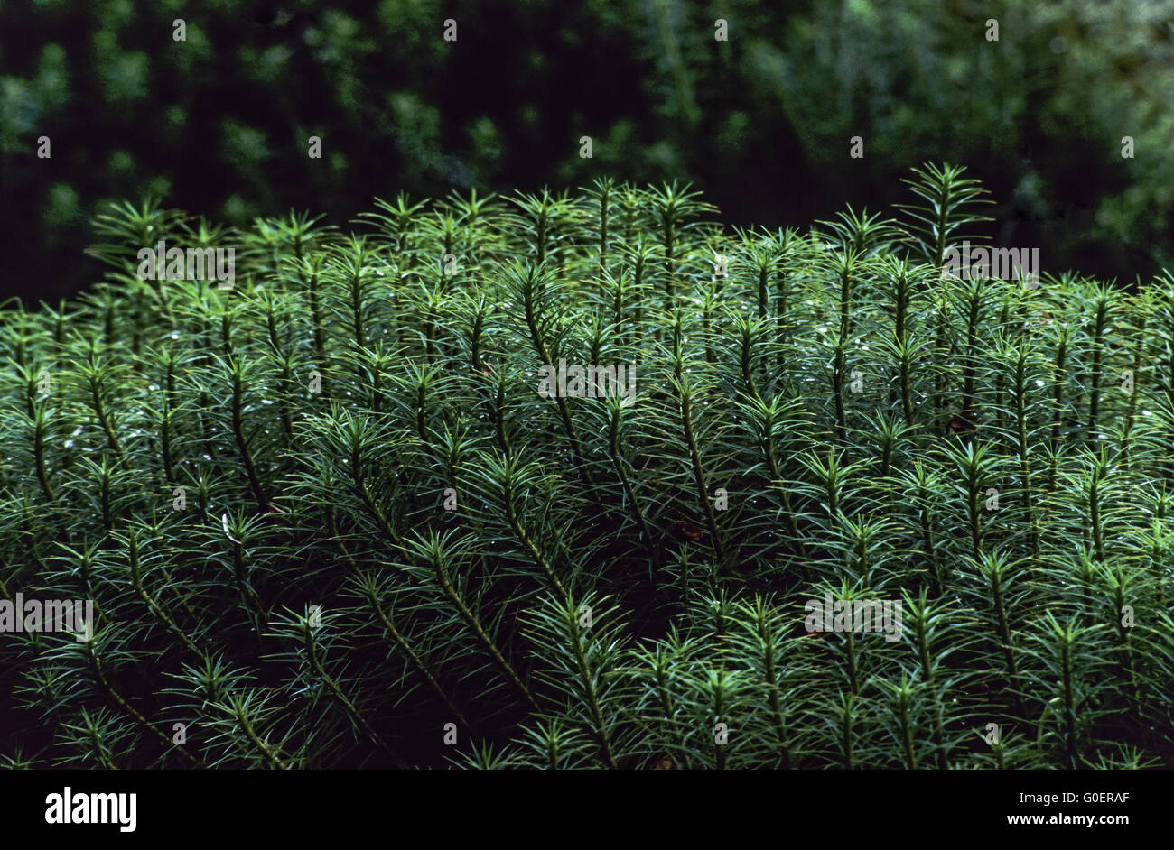 Common Haircap Moss grows in bogs Stock Photo
