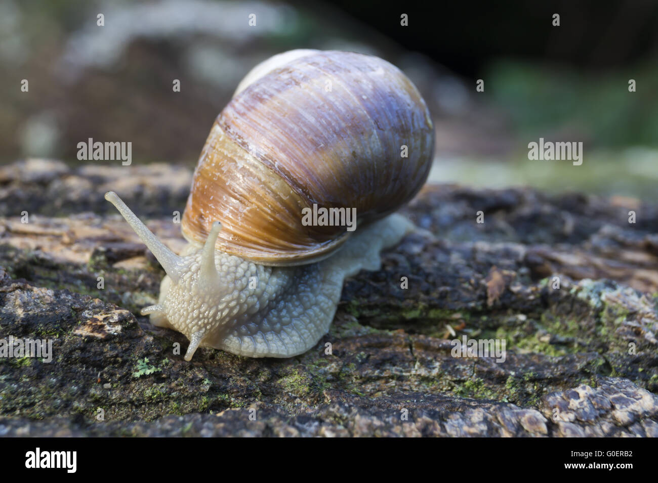 Burgundy snail [Helix pomatia] Stock Photo