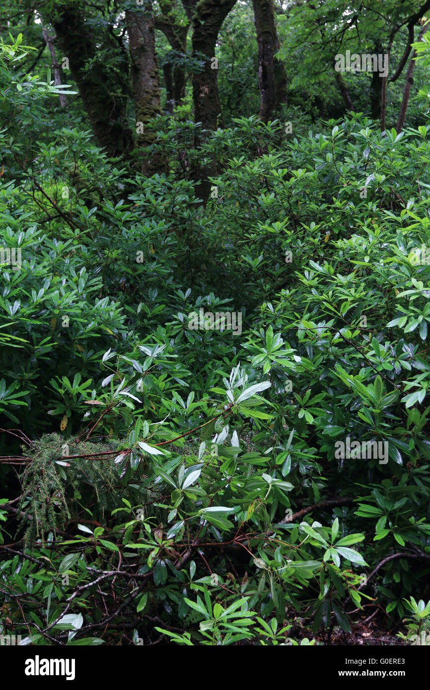 Invasive rhododen ponticum, Ireland Stock Photo