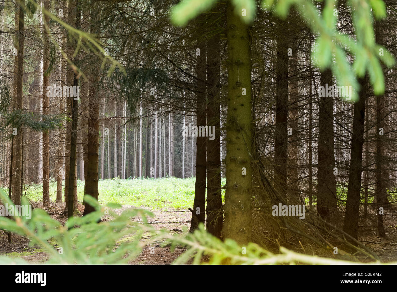 Peaceful glade hi-res stock photography and images - Alamy