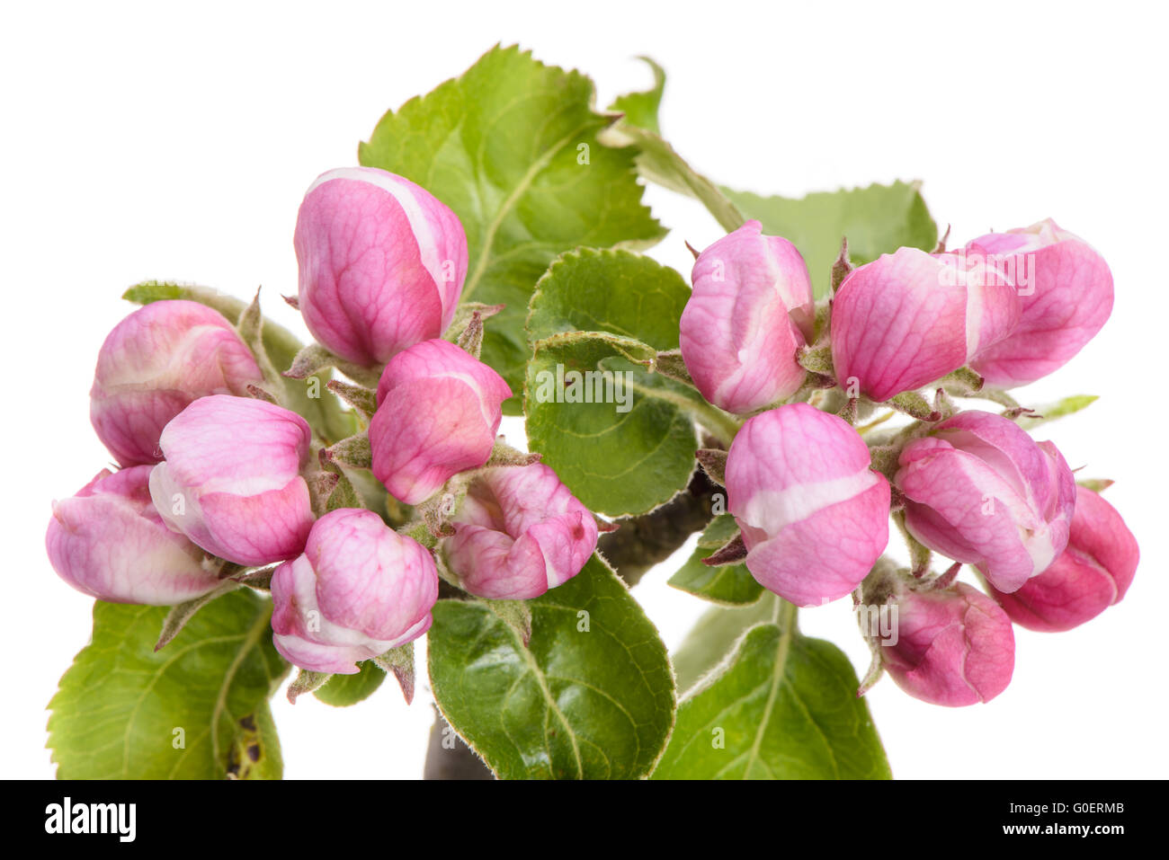 Apfelbaum japan hires stock photography and images Alamy