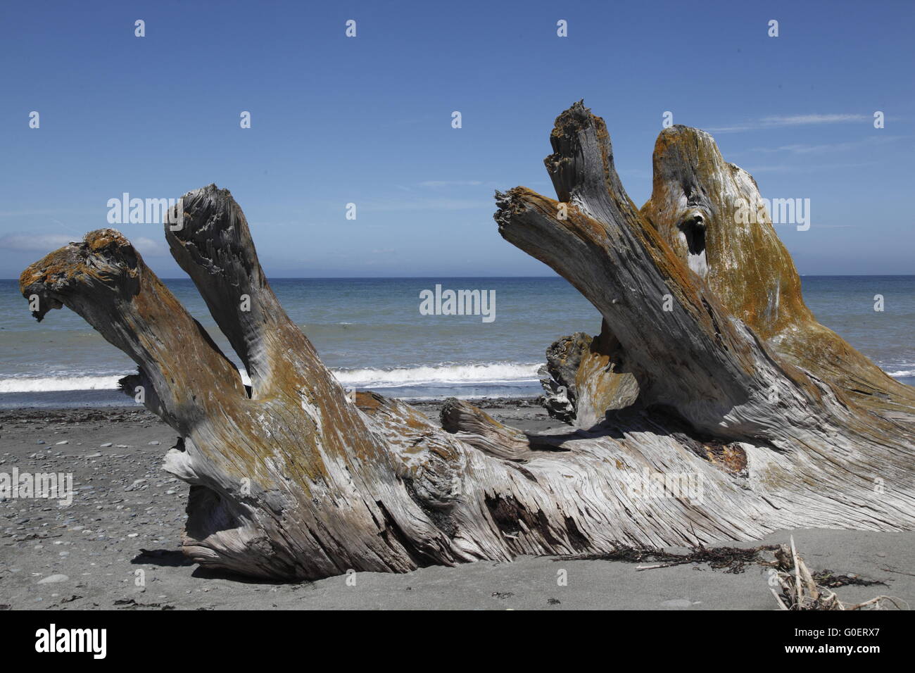 Driftwood on Dungeness Spit Stock Photo