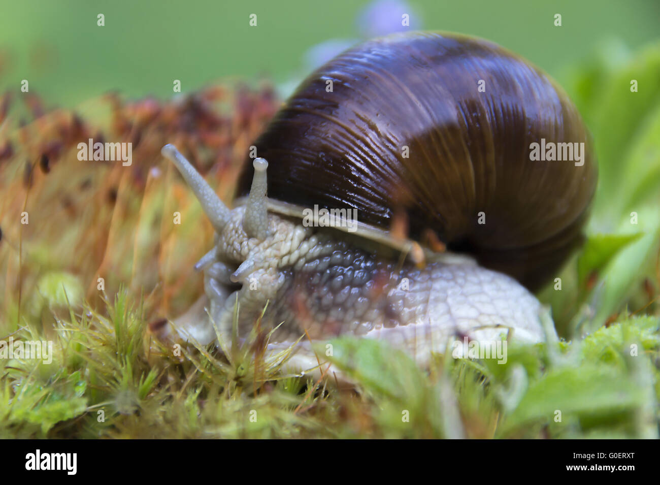 burgundy snails Stock Photo