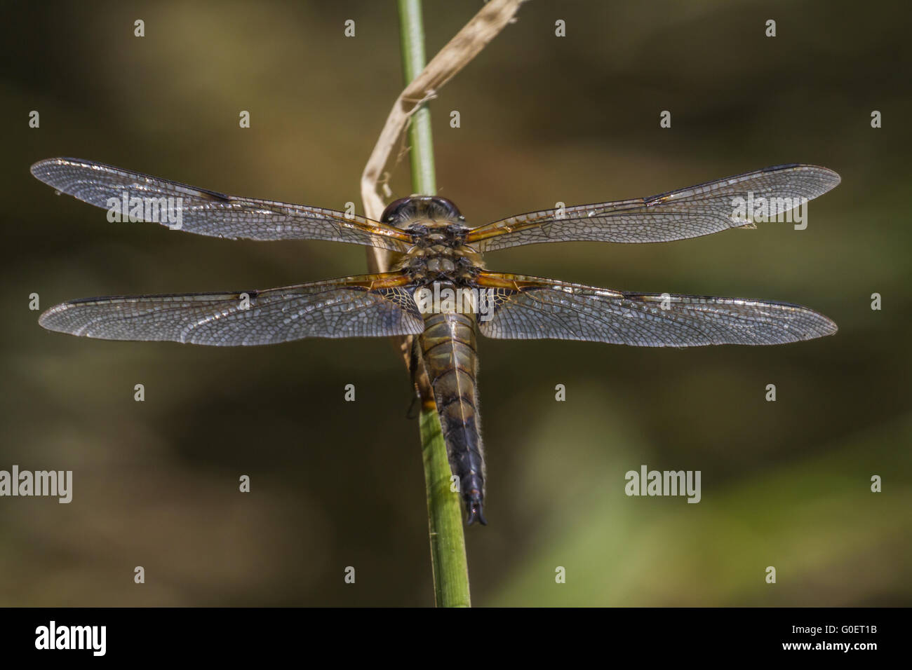 Four-spotted chaser (Libellula quadrimaculata) Stock Photo