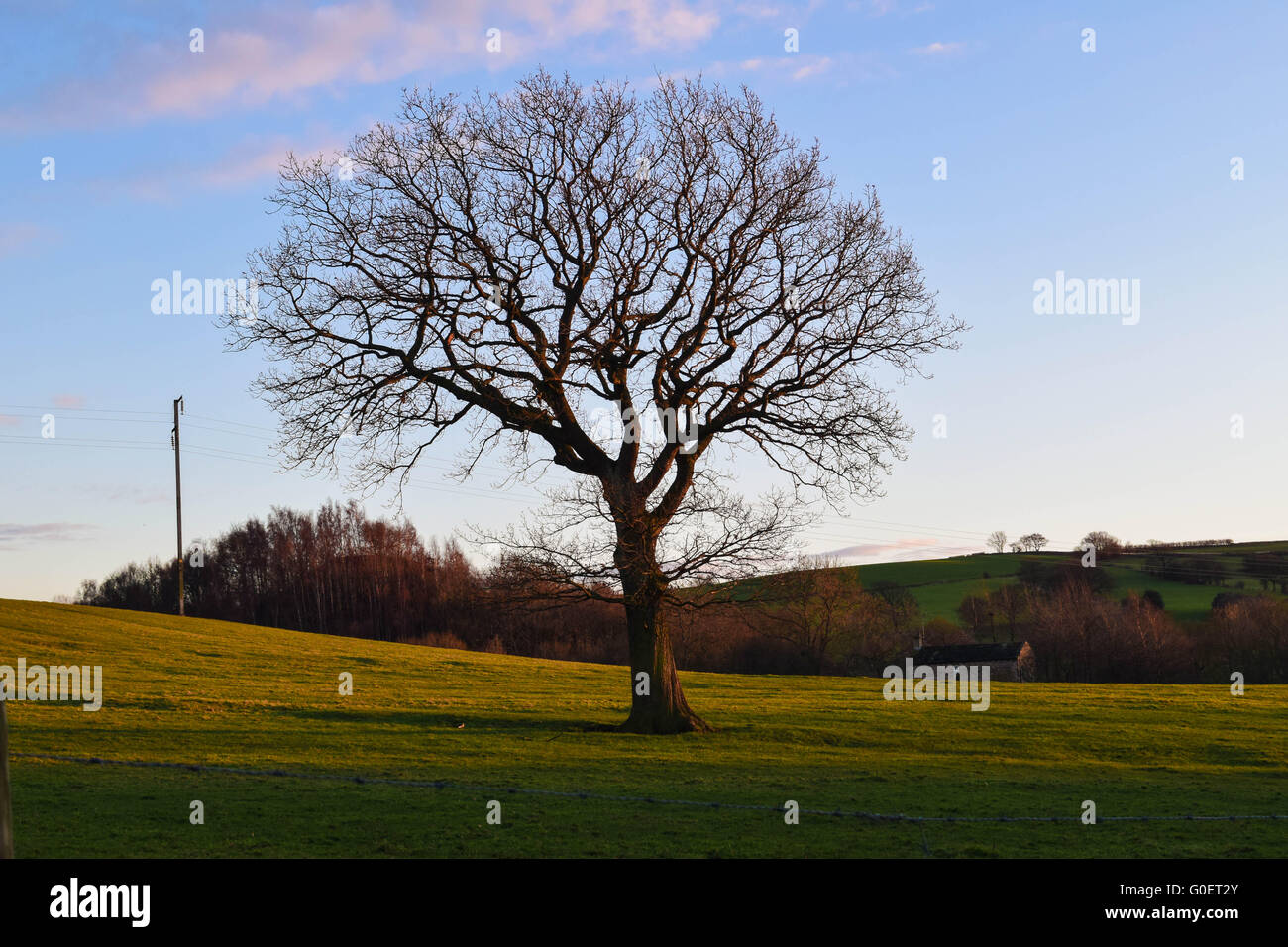 A tree in the middle of a field with a blue sky, pink clouds and hills in the background. Stock Photo