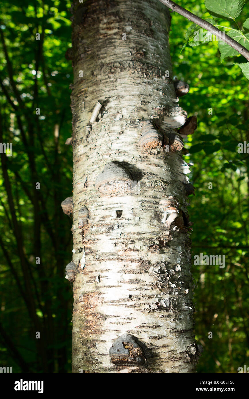 Mushroom chaga on birch tree hires stock photography and images Alamy