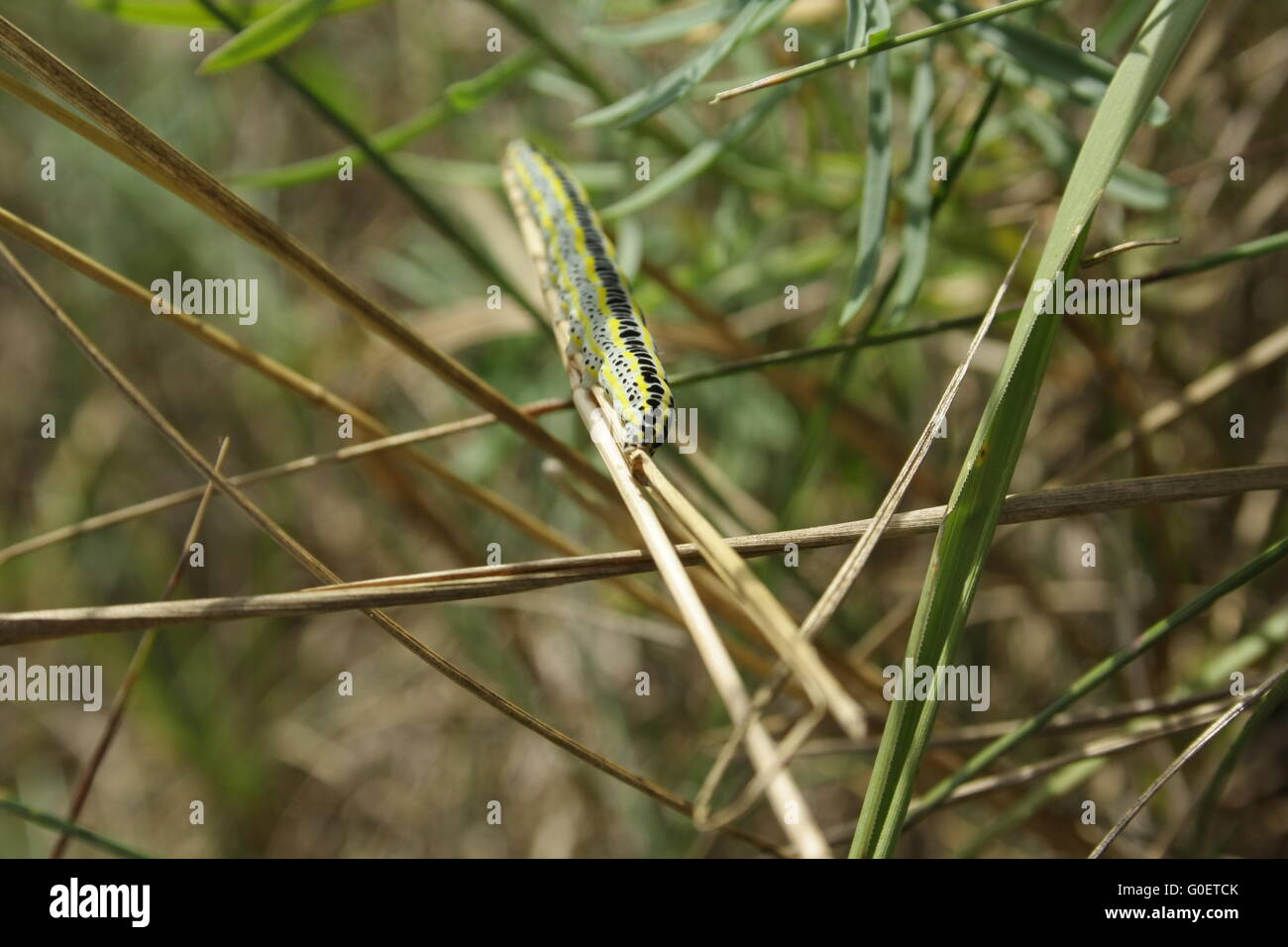 Caterpillar on straw Stock Photo - Alamy