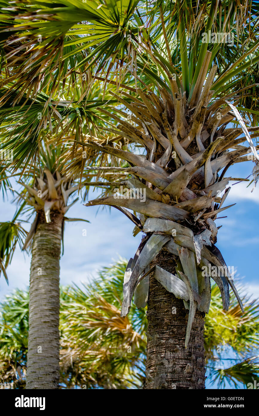 palmetto palm trees in sub tropical climate of usa Stock Photo