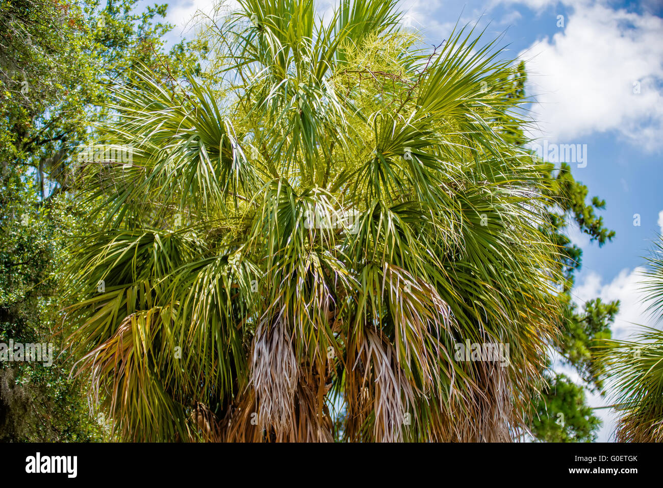 Palmetto tree hires stock photography and images Alamy