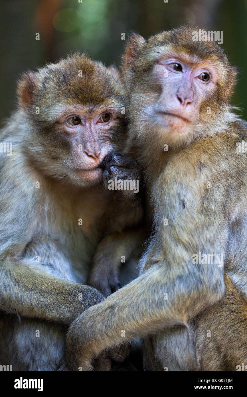 Barbery apes familiarity Stock Photo