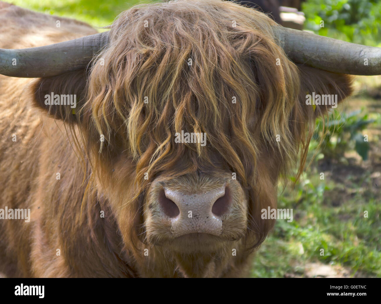 Highland Cattle Stock Photo