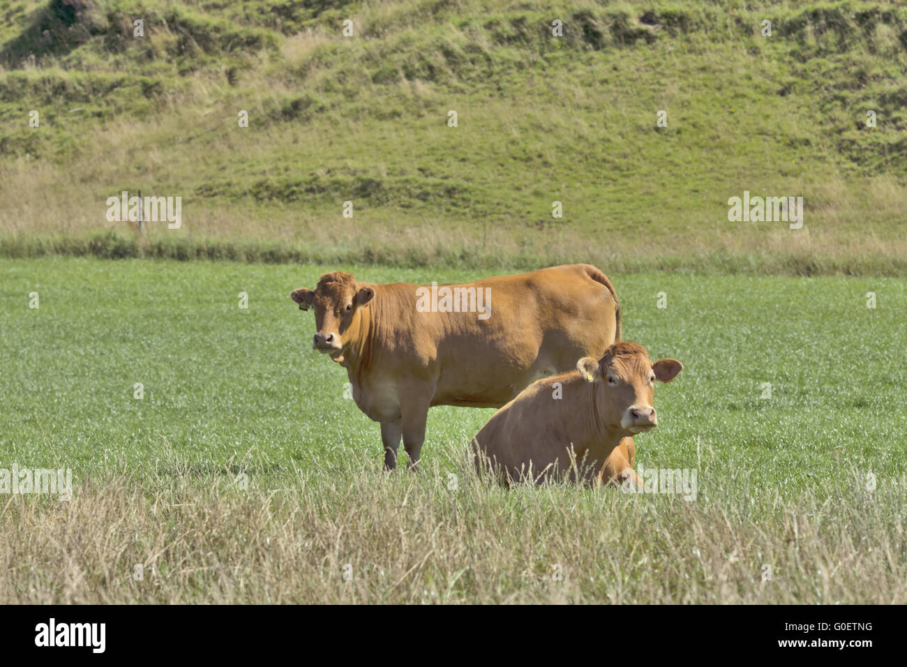 Cows Stock Photo