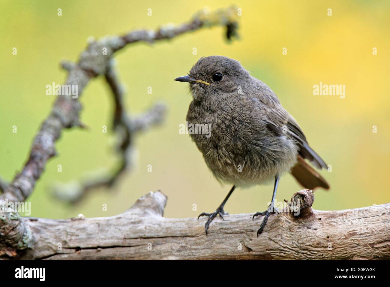 young Common redstart Stock Photo