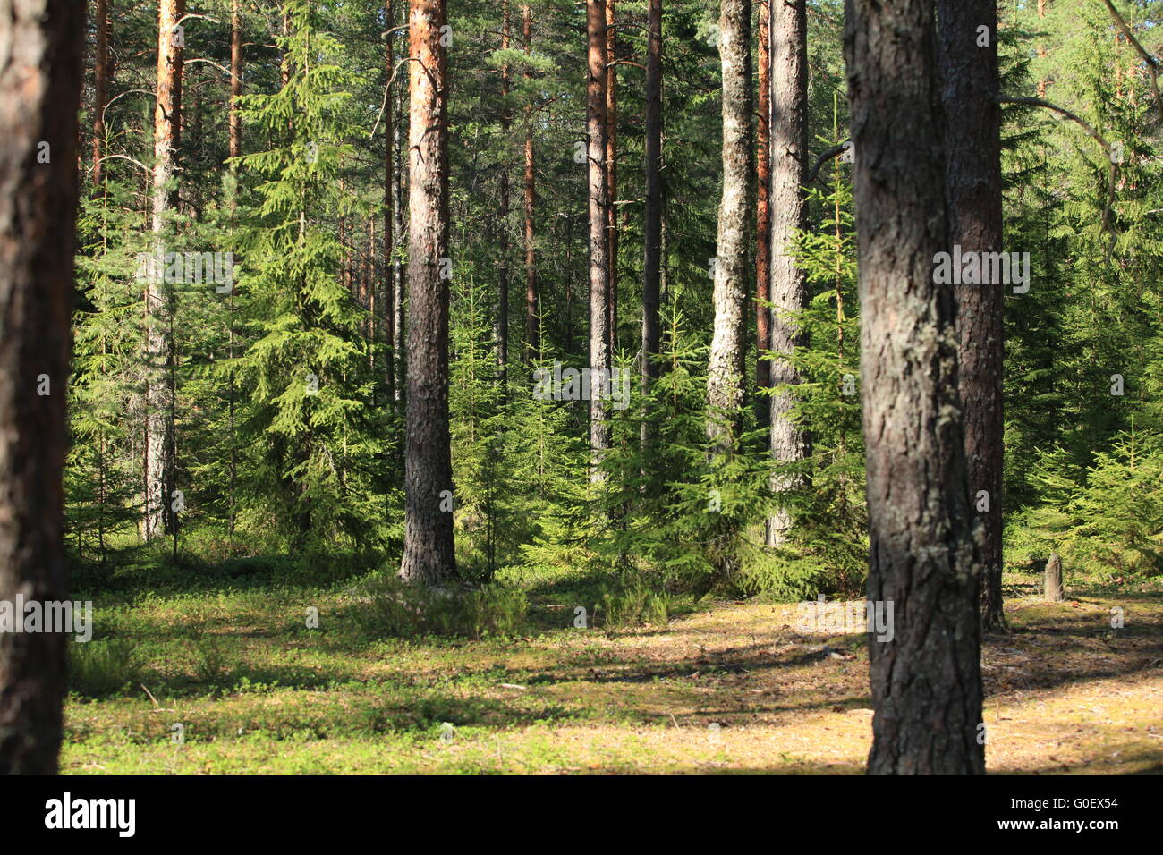 sunny day in a pine forest Stock Photo - Alamy