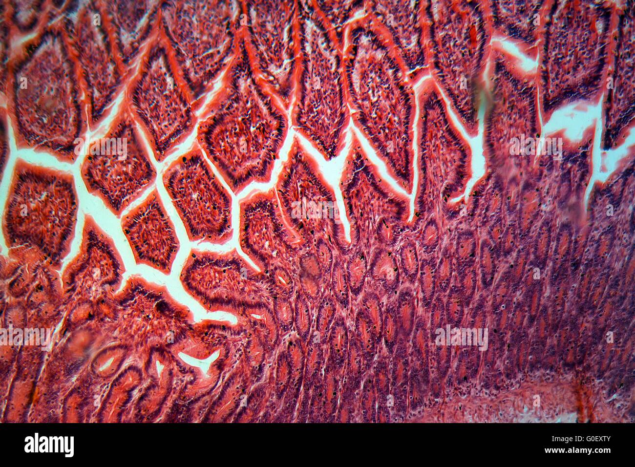 A section trough cells of a small intestine under the microscope. Stock Photo