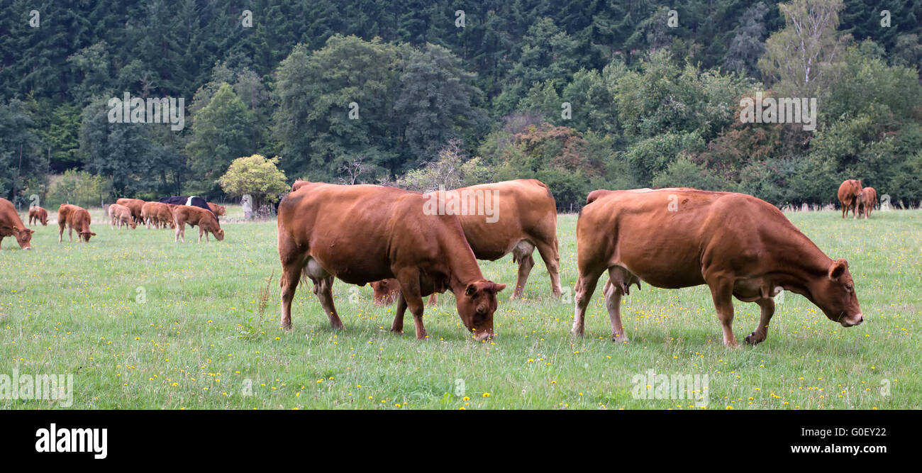 Brown Cattles. Germany Stock Photo - Alamy
