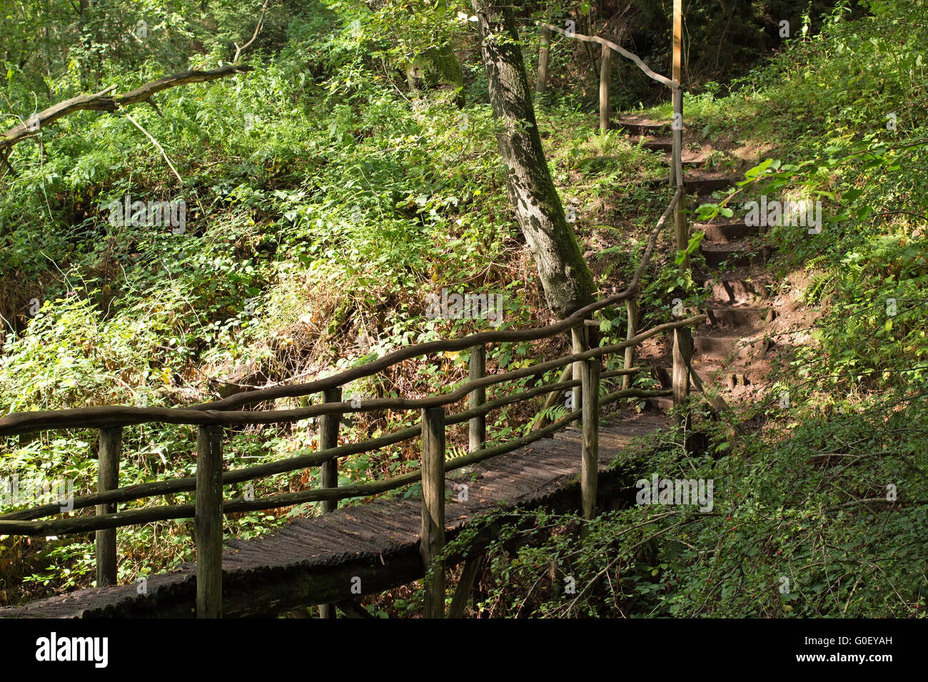 The forest track. Germany Stock Photo - Alamy