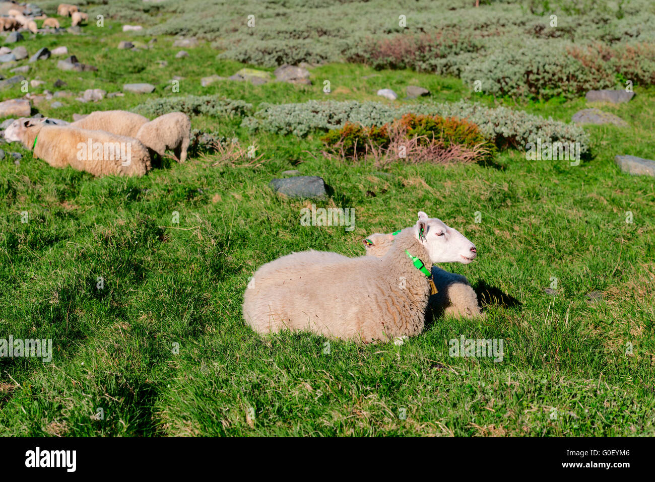 Sheep at mountains Stock Photo