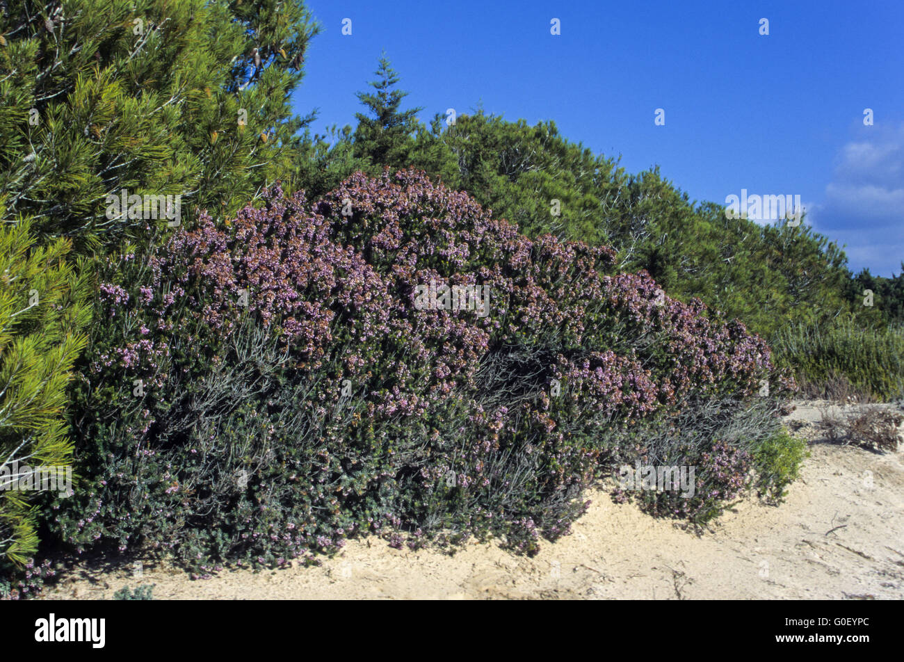 Mediterranean Heather is used in rituals Stock Photo