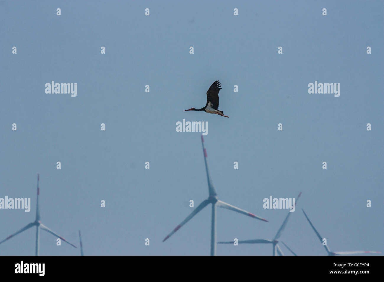 Black stork crossing wind mills Stock Photo