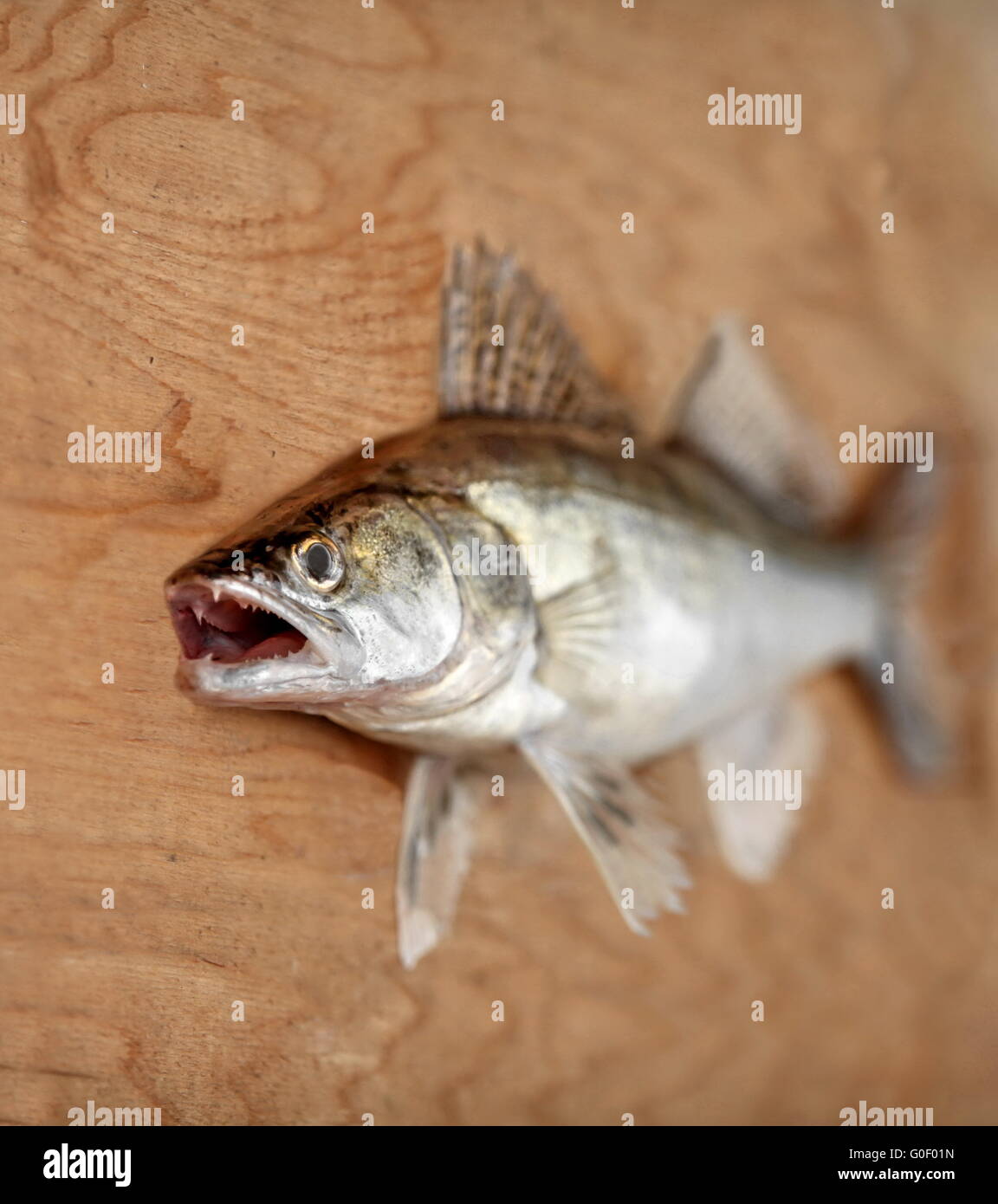 walleye with open mouth Stock Photo - Alamy